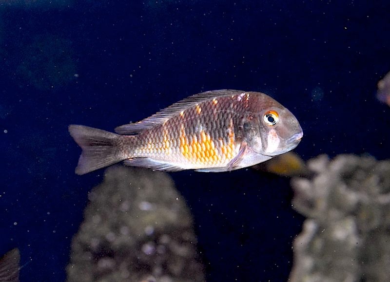 Tropheus Red Belly